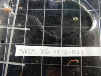 Media type: image;   Invertebrate Zoology 139333